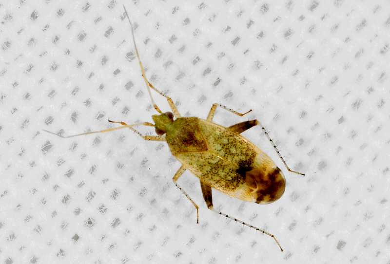 Miridae: Compsidolon salicellum